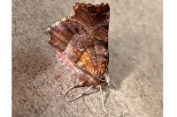 Selenia dentaria