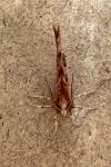 Selenia dentaria