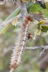 Lasiocampa quercus quercus