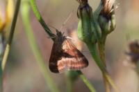 Pyrausta despicata