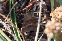 Pyrausta despicata