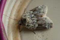 Nycteola siculana