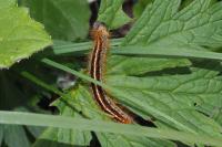 Malacosoma