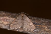 Theria rupicapraria
