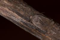 Conistra ligula