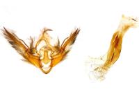 Conistra ligula