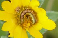 Cucullia calendulae