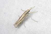 Ancylolomia tentaculella