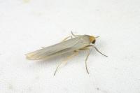 Eilema caniola