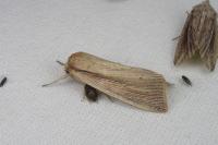 Mythimna straminea