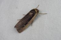 Ochropleura leucogaster