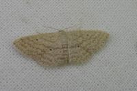 Scopula minorata