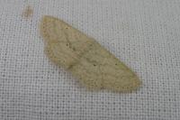 Scopula minorata