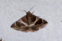 Dysgonia algira