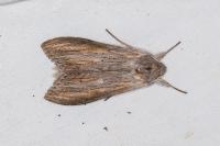 Cucullia umbratica