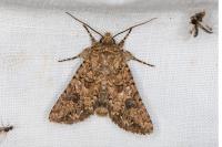 Anarta pugnax