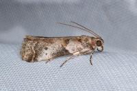 Acrobasis glaucella/fallouella