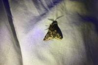 Apocheima hispidaria