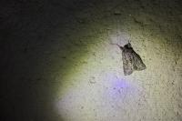Xylocampa areola