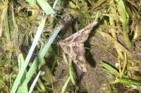 Agriopis leucophaearia