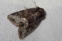 Oligia strigilis
