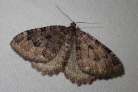 Triphosa dubitata