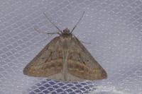 Chemerina caliginearia