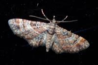 Gymnoscelis rufifasciata