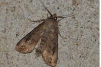 Agrotis ipsilon