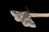 Lycia hirtaria