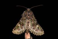 Valeria jaspidea