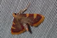 Hypsopygia costalis