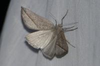 Compsoptera opacaria