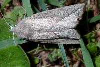 Compsoptera opacaria