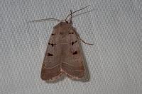Eugnorisma glareosa