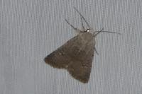 Caradrina
