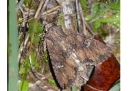 Mniotype solieri/occidentalis