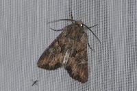 Mniotype solieri/occidentalis