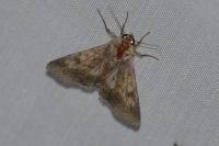 Helicoverpa armigera