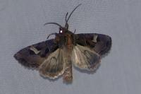 Trigonophora flammea