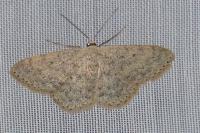 Scopula marginepunctata