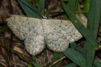 Scopula marginepunctata