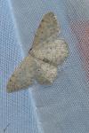 Scopula marginepunctata