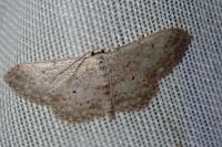 Idaea seriata