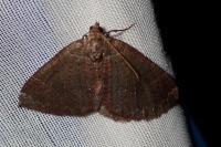 Larentia malvata