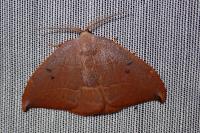 Watsonalla uncinula