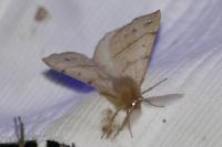 Colotois pennaria