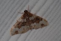 Epirrhoe galiata
