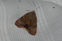 Noctua janthe/janthina