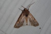 Aporophyla australis